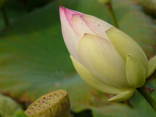 Blossom plant leaf flower Photo