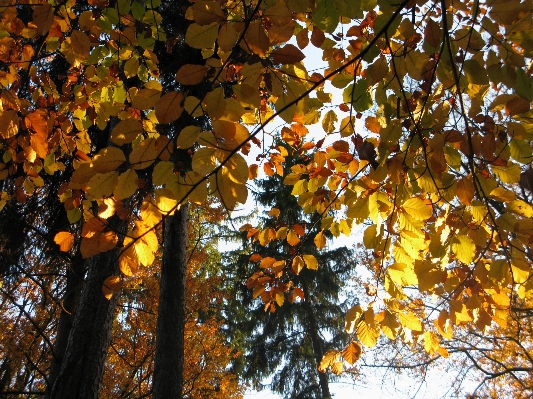 Foto Albero natura foresta ramo