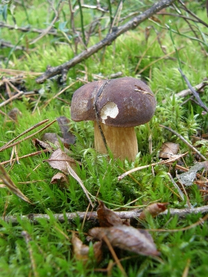 Nature forest flower moss Photo