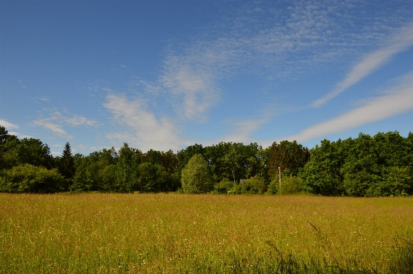 Landscape tree nature forest Photo