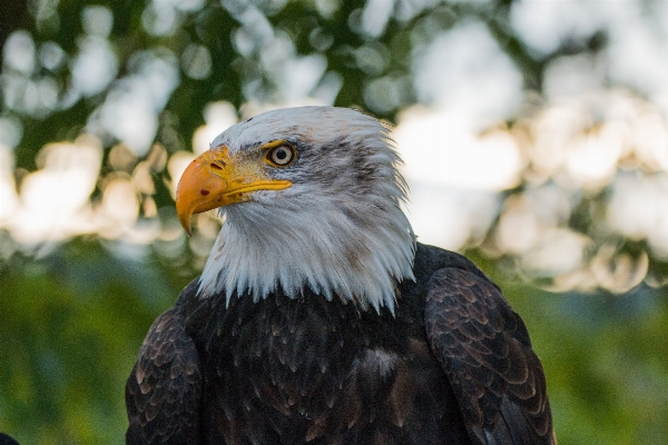 Foto Natura uccello ala animali selvatici