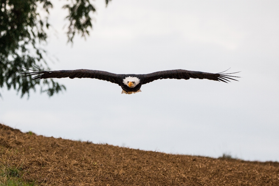 Natura uccello ala volare