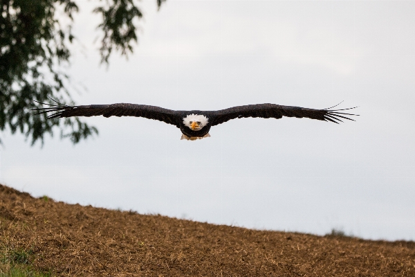 Nature bird wing fly Photo