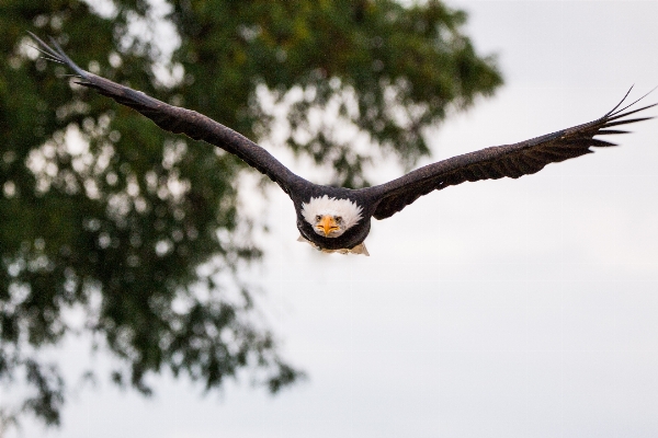 Foto Natureza filial pássaro asa