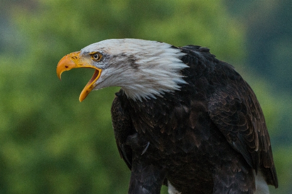 Foto Alam burung sayap margasatwa