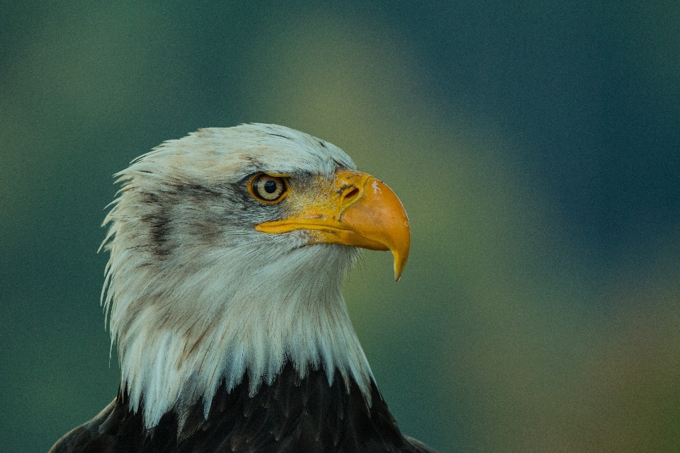 Natura uccello ala animali selvatici