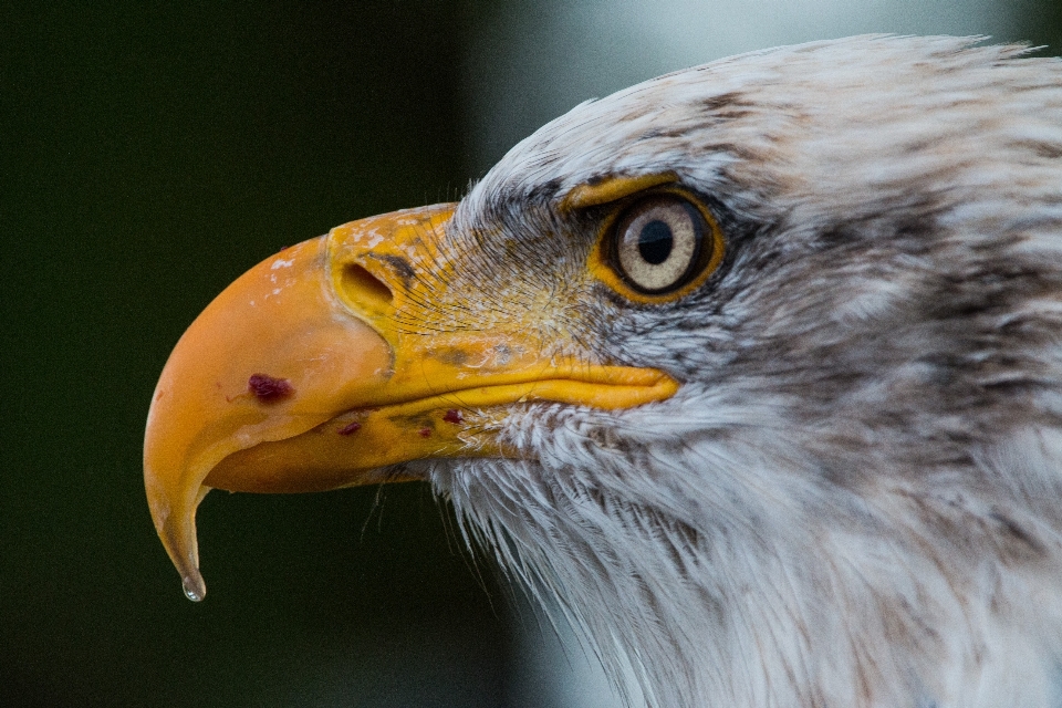 Natura uccello ala animali selvatici