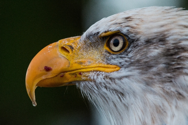 Nature bird wing wildlife Photo