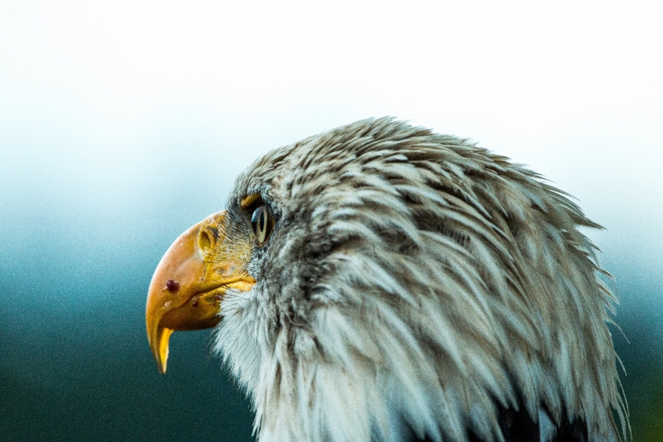 Naturaleza pájaro ala fauna silvestre