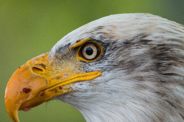 Foto Natureza pássaro asa animais selvagens