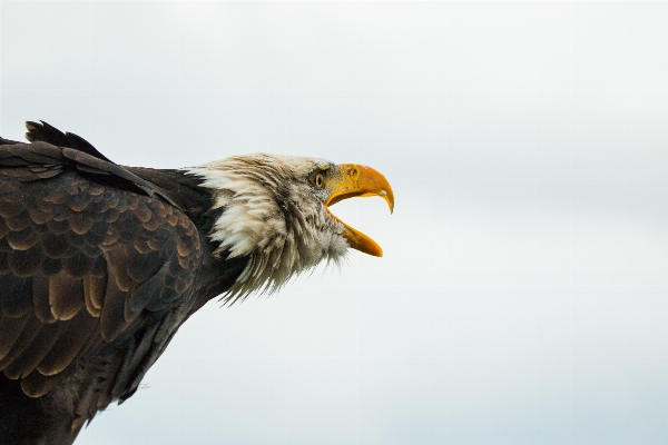 Foto Natura uccello ala animali selvatici