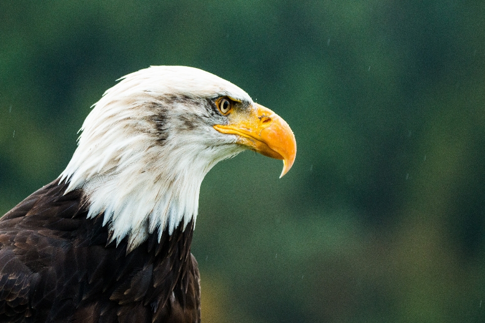 Natura uccello ala animali selvatici