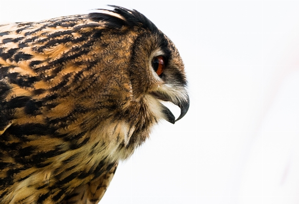 Foto Alam burung terbang paruh