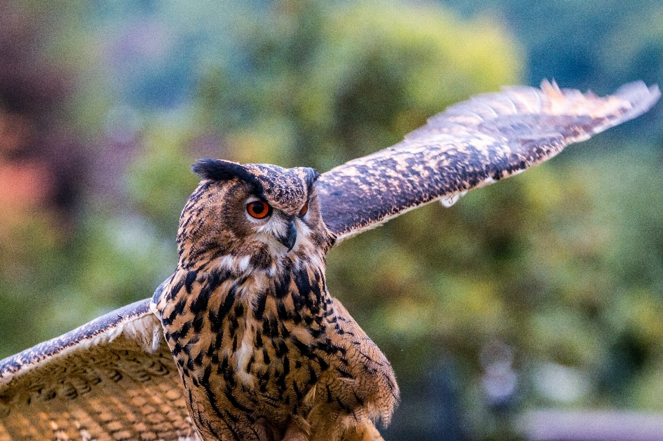 Natur vogel flügel fliege