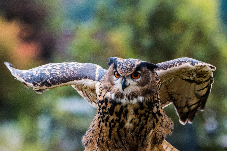 Natura uccello ala volare