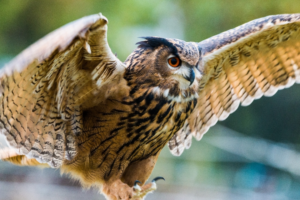 Nature oiseau aile voler