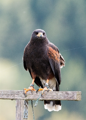 Photo Nature oiseau aile voler