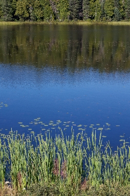 Landscape tree water nature Photo