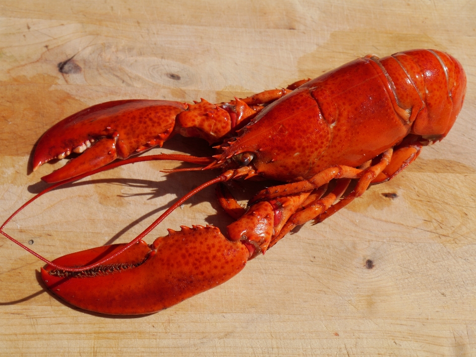 海 海洋 動物 食べ物