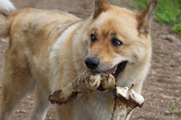 犬 哺乳類 脊椎動物
 オデッセイ 写真