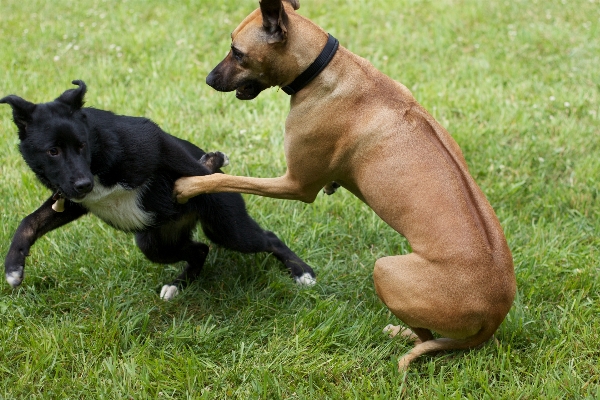 子犬 犬 哺乳類 脊椎動物
 写真