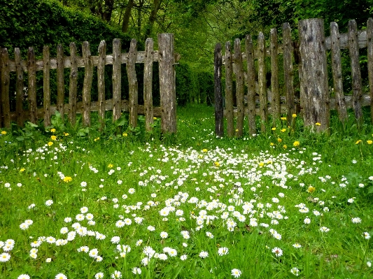 Nature forest grass fence Photo