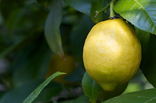 Plant fruit leaf flower Photo