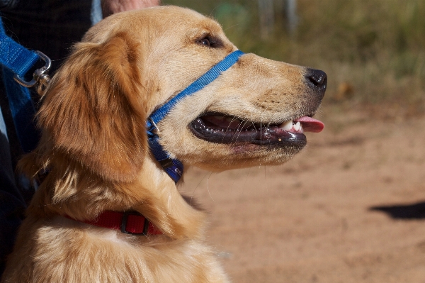 Puppy dog mammal nose Photo