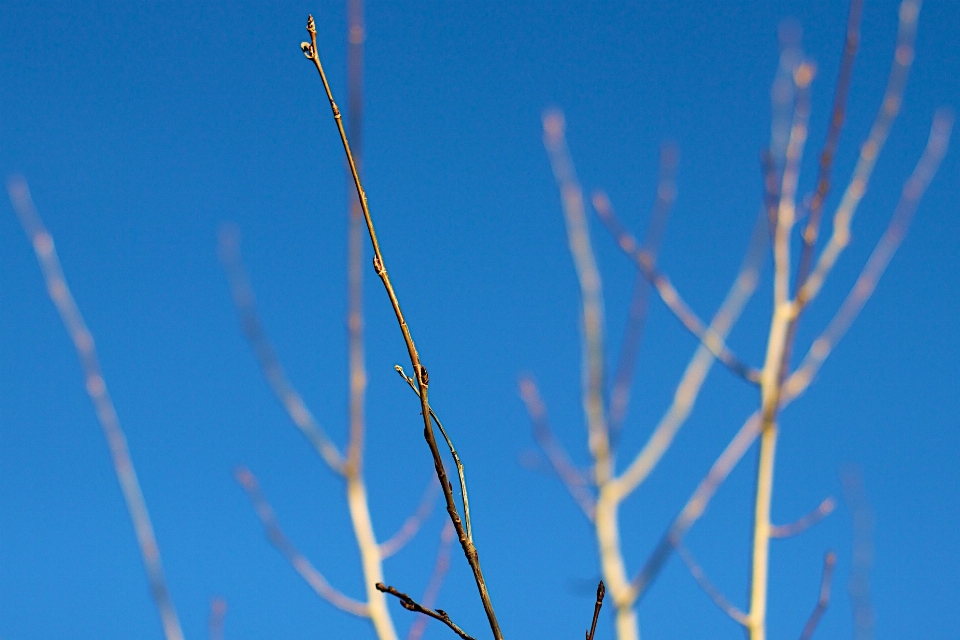 árbol agua césped rama