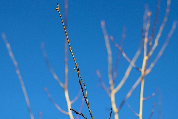 Tree water grass branch Photo