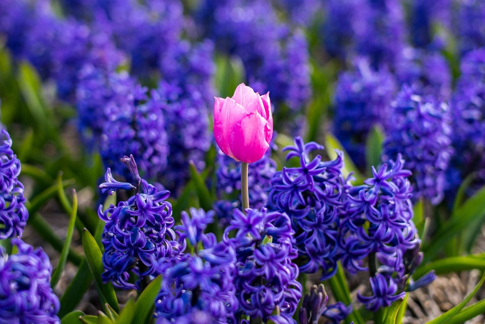 Nature bokeh plant field