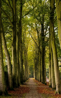 Landscape tree nature forest Photo