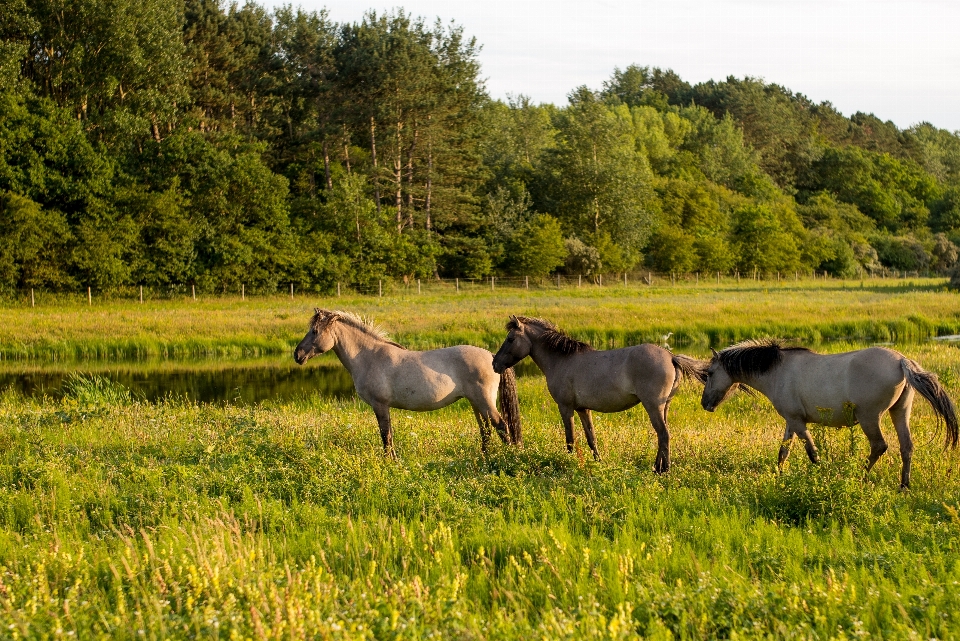 Grass field meadow prairie