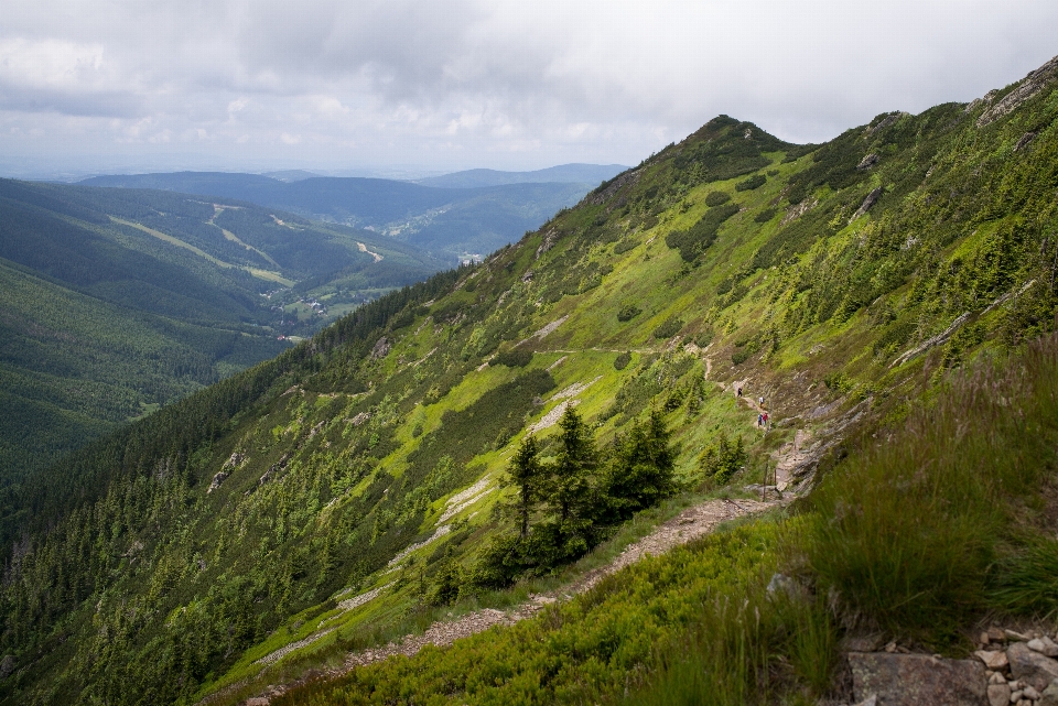 Landscape nature forest path