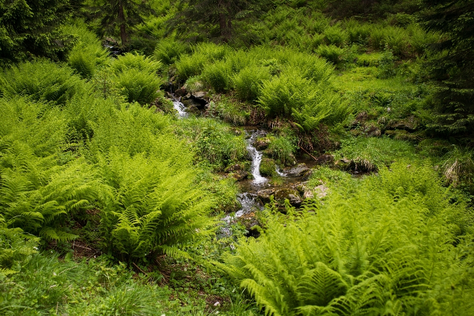 пейзаж дерево вода природа