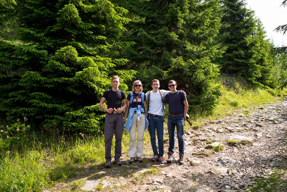 Paesaggio albero natura foresta