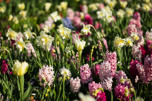 Blossom bokeh plant meadow Photo