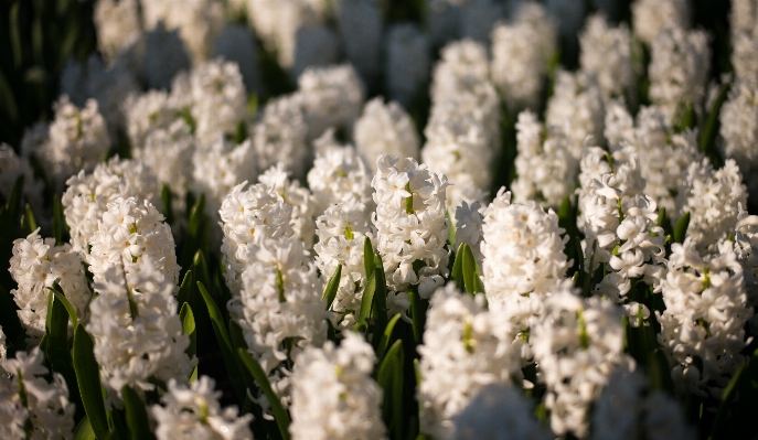 Nature blossom bokeh plant Photo