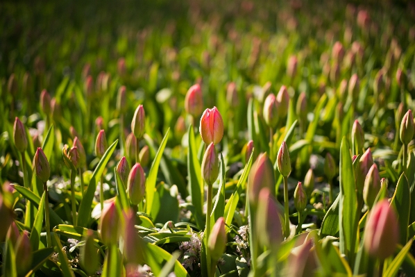 Nature grass bokeh plant Photo