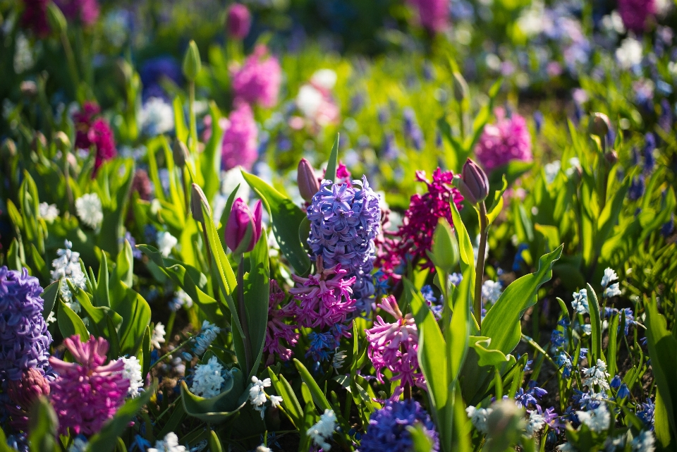 Alam rumput mekar bokeh
