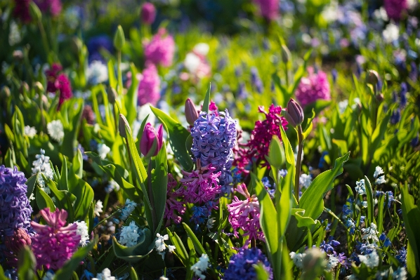 Nature grass blossom bokeh Photo