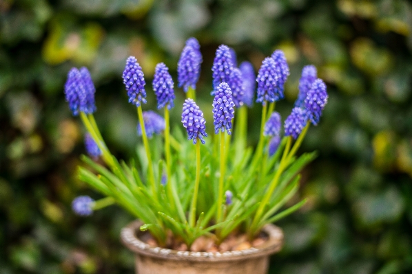 Nature grass bokeh plant Photo