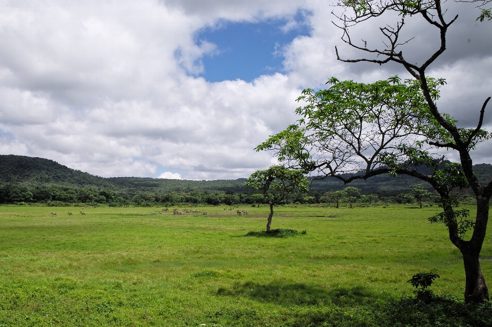 Landscape tree nature grass