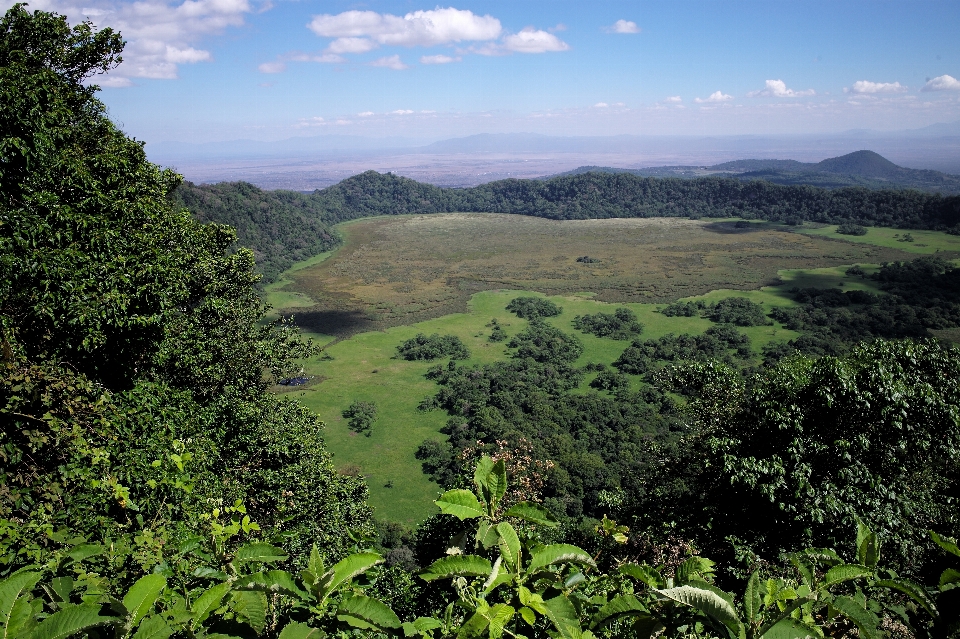 Lanskap alam hutan gurun
