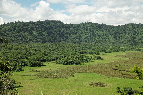 Landscape tree forest grass Photo