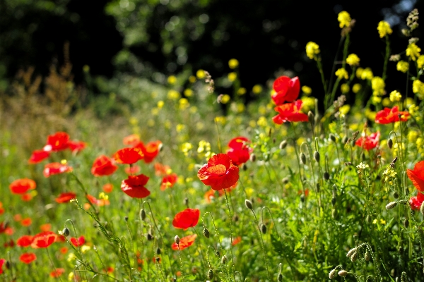 Nature grass bokeh plant Photo