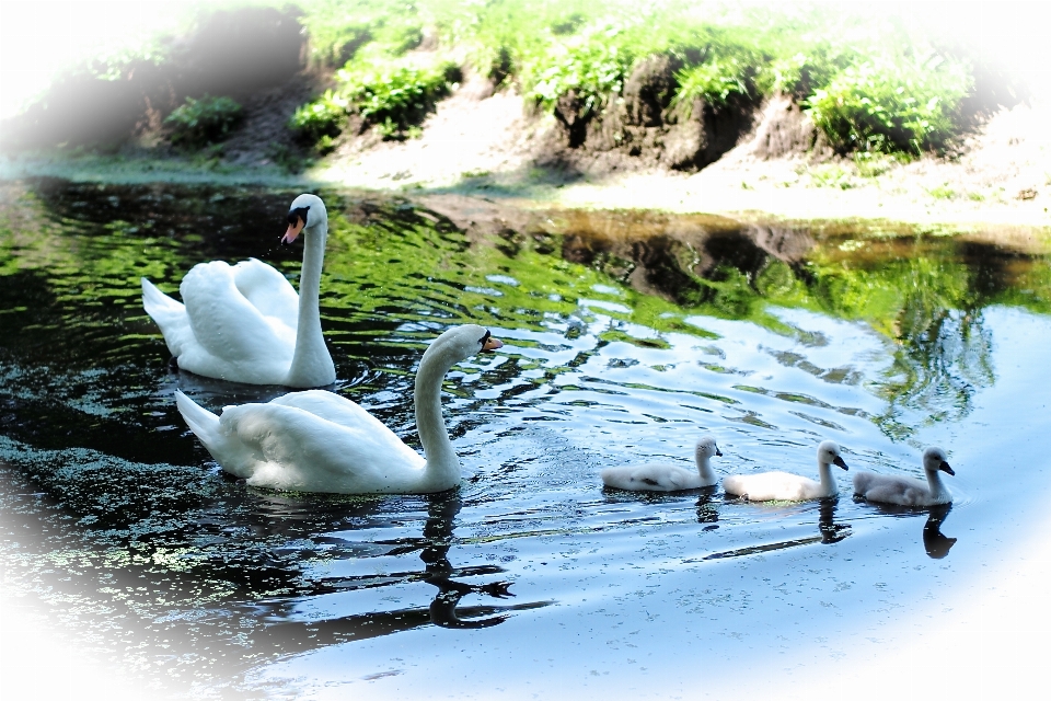 Water bird canal pond