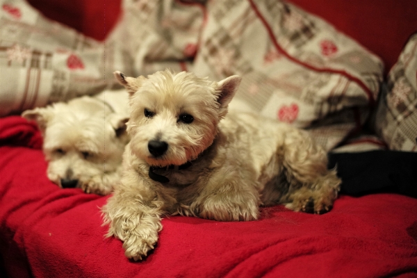 Doğa yürüyüşü
 beyaz köpek yavrusu Fotoğraf