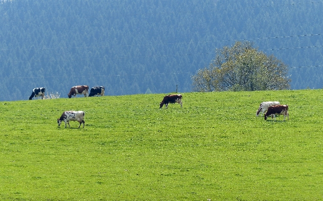 Landscape nature grass mountain Photo