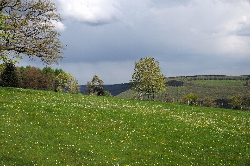 Landschaft baum natur gras